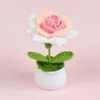 Pointed gradient korean pink rose potted plant