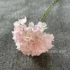 ไฮเดรนเยียฝรั่งเศสเดี่ยว 2 - สีชมพู
