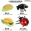 4-Piece Seven-spot Ladybug Life Cycle Set