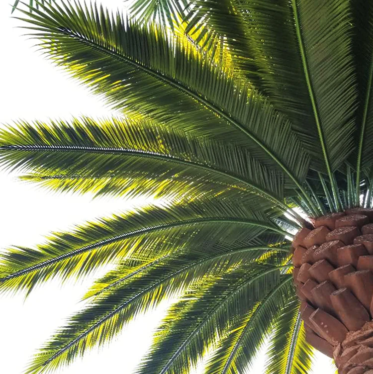 Artificial Fake Fan Palm Tree Leaves Barhi Date Palm Tree in Saudi Arabia