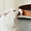 Pink Paw Catnip ball