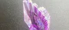 viola