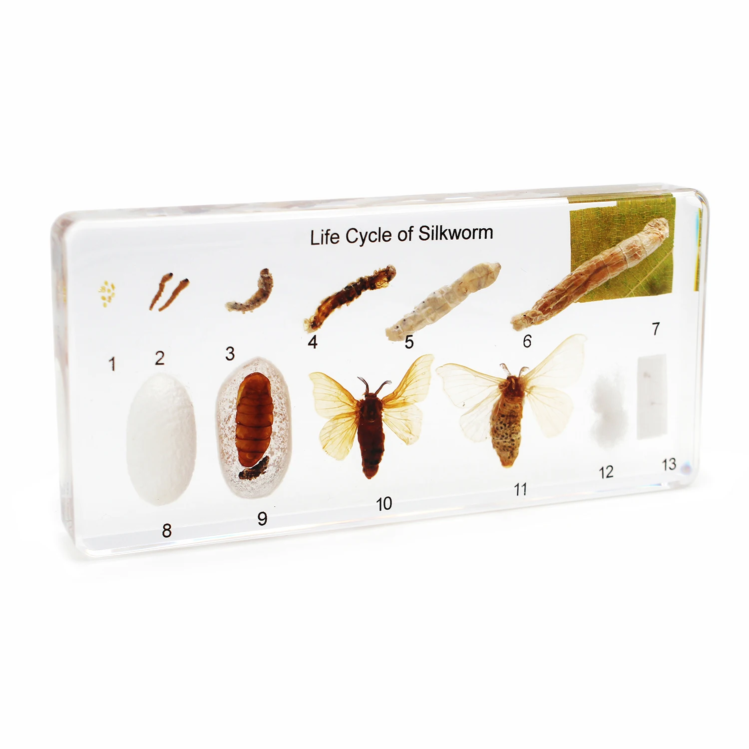 Life Cycle of Silkworm Unique Real Biological Teaching Aids of Insect Collection  Resin Specimen Handicrafts