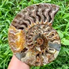 Brown Natural Ammonite Snail Fossil