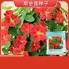 12# Hibisco mutabilis