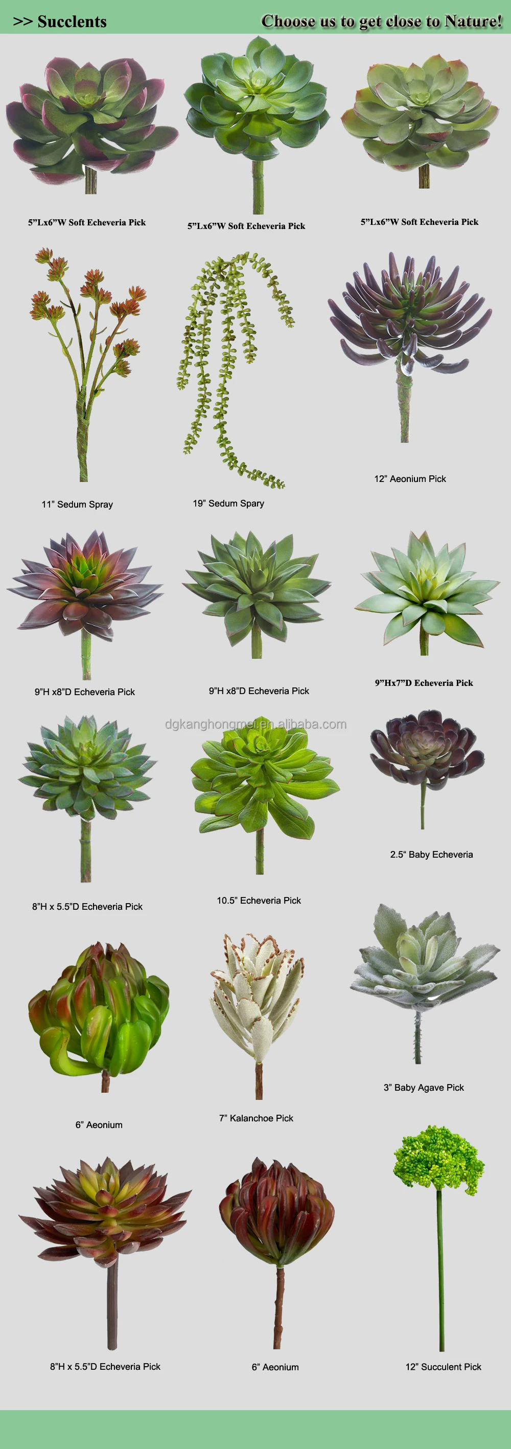 Succlents