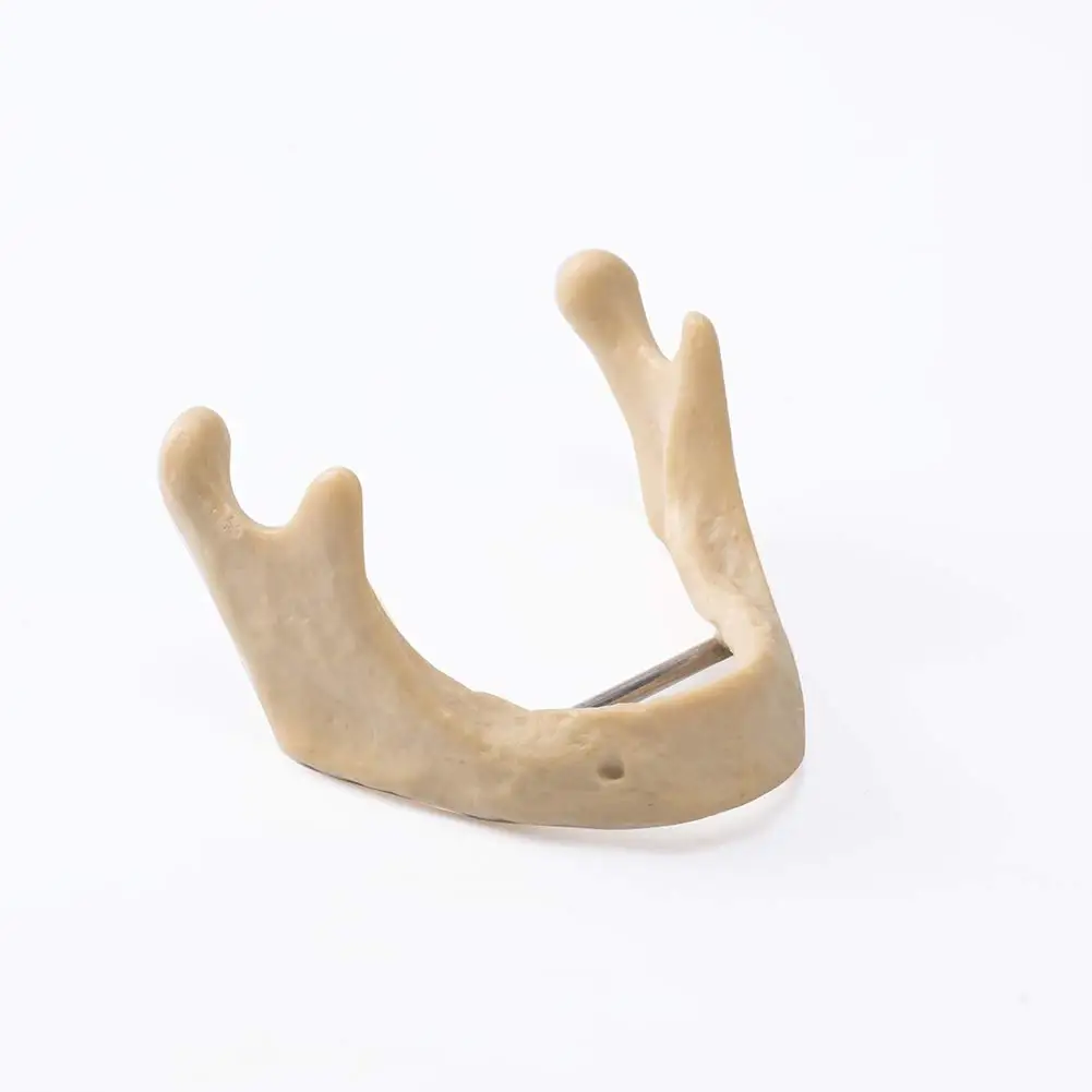 Dental Medicine Jaw Bone Orthopedics Oral Consumables Model Bionic ...