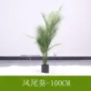 Phoenix Tail Palm 100CM (comes with black base)
