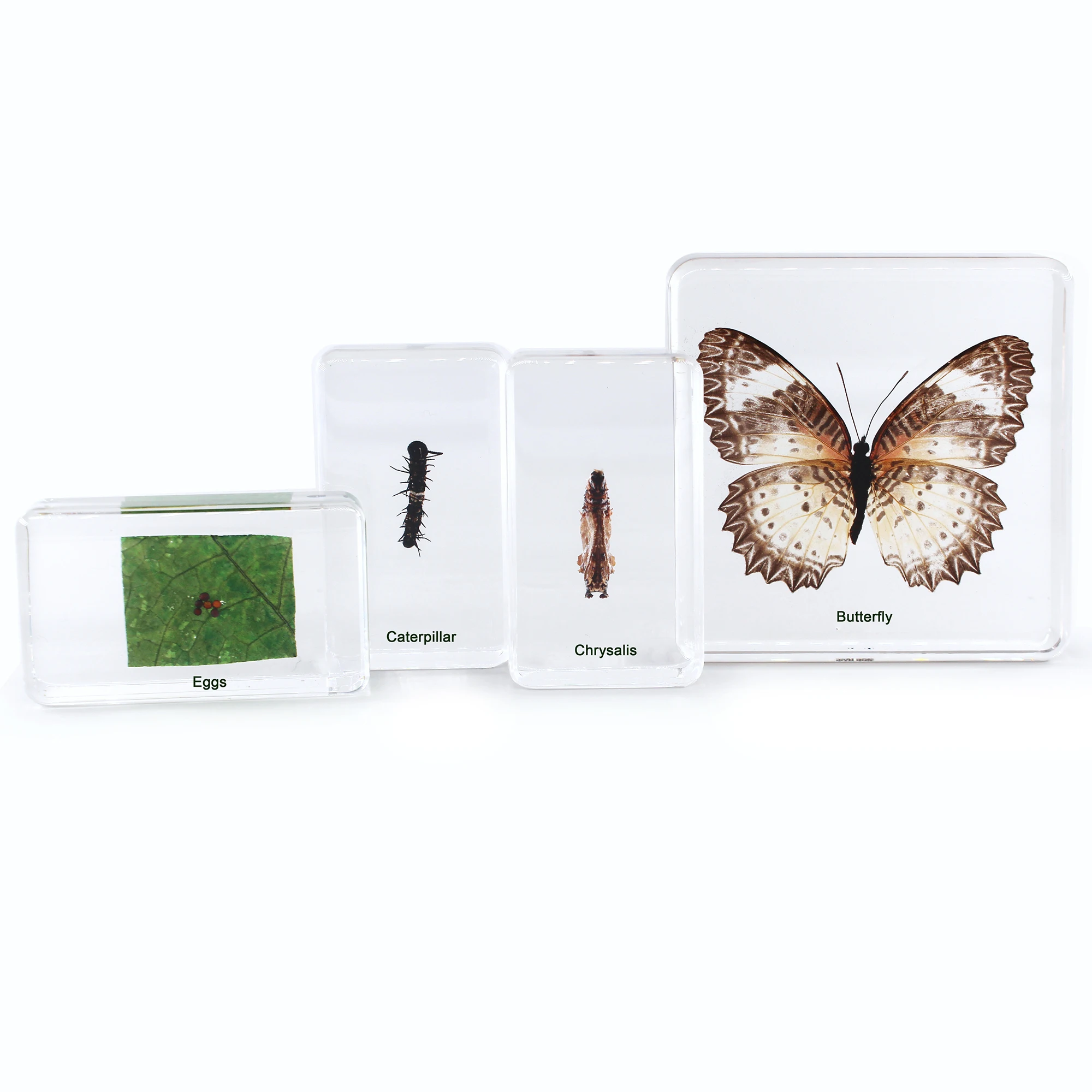 Butterfly Life Cycle Development Specimen Insect in Resin Science Learning Kit Set School Equipment