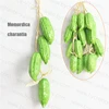 Momordica charantia