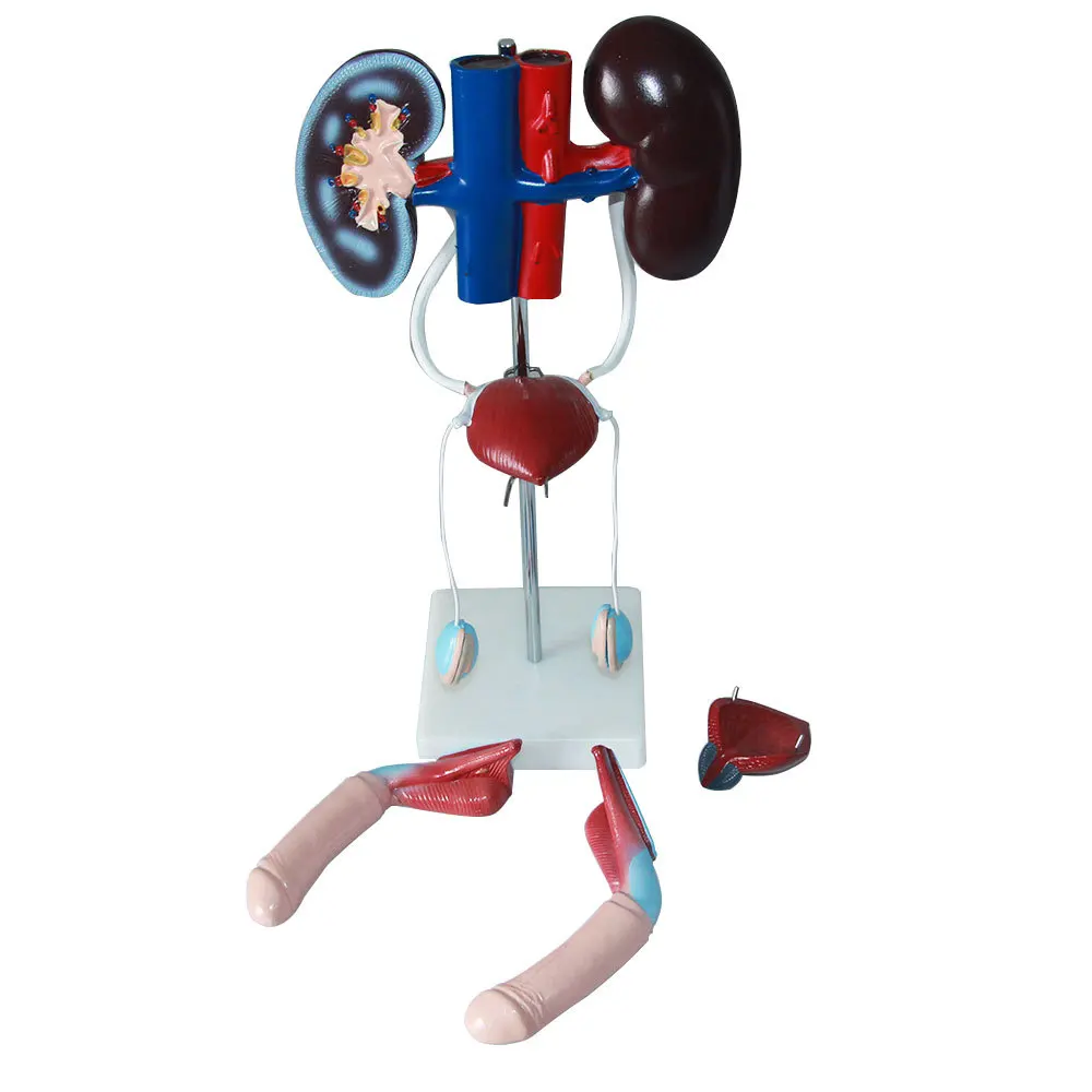 Medical Science PVC Anatomical Model of Male Genitourinary System Human Urinary System Renal Bladder Testis Penis for Training