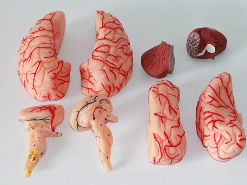 Medical Education 3d Brain Human Anatomy Model 25x20x20cm