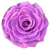 Rosa Viola