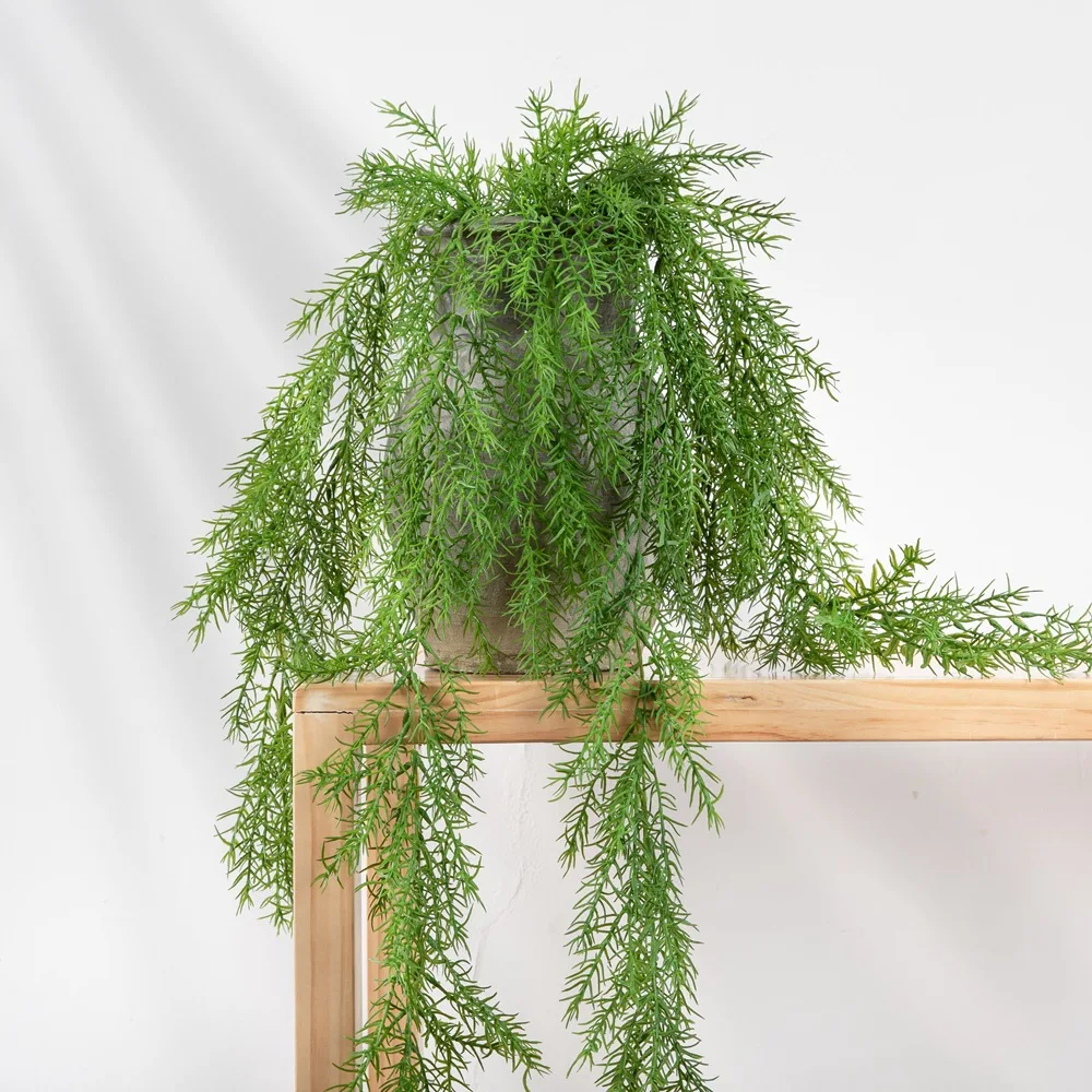 hanging live plant String of Hearts in 5