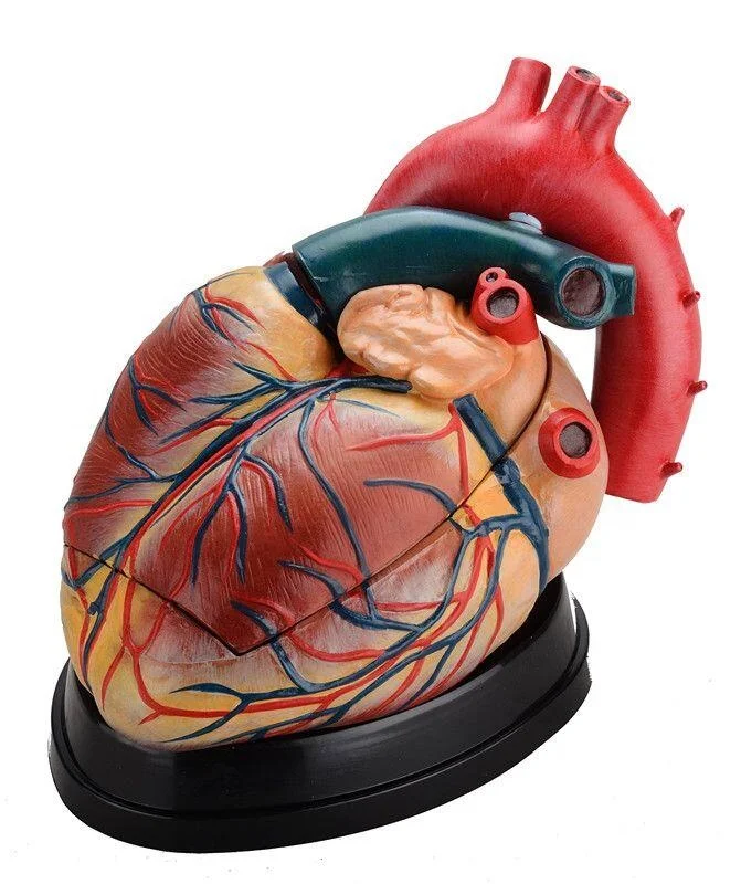 Medical Heart Model Enlarged Human Heart Model Medical Plastics Heart Model For Teaching Buy