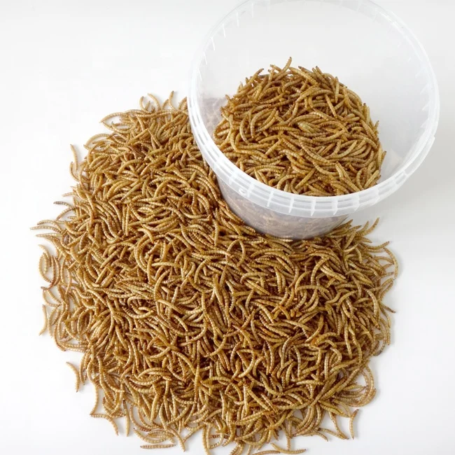 Dried Mealworm Oil for Special Pet Food Oil Worm Oil - China Dried  Mealworms Oil, Dog Food