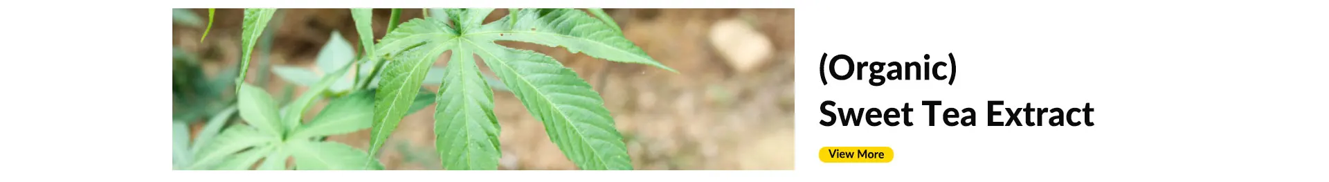 Sweet Blackberry Leaf Extract