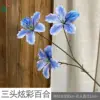 Lirio deslumbrante de tres cabezas LYS azul-púrpura