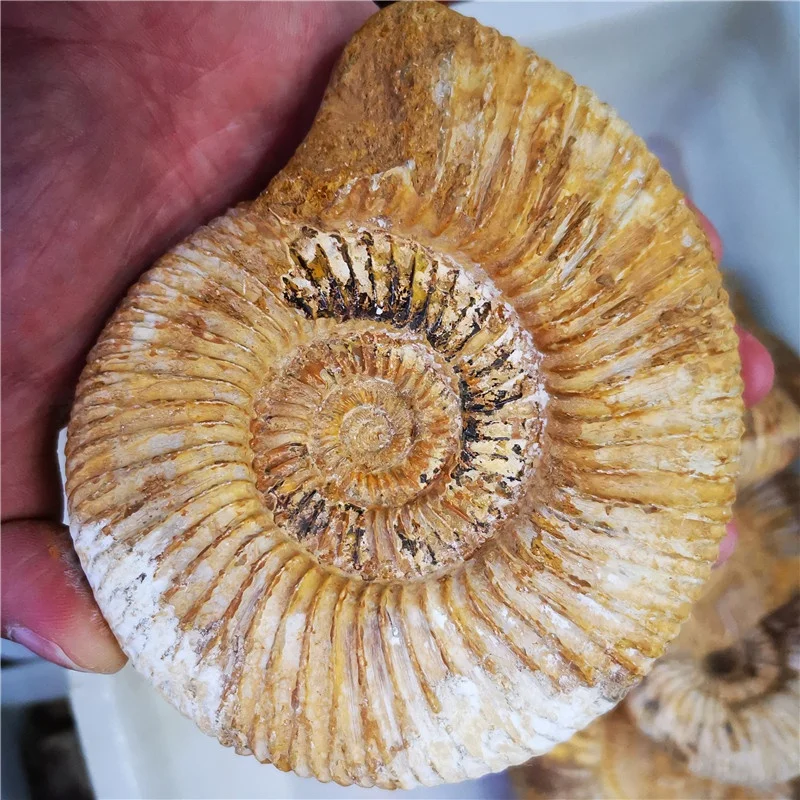 Hot Sale Madagascar Natural Ammonite Fossil Conch Crystal Specimen Shiny Snail Fossil for Sale