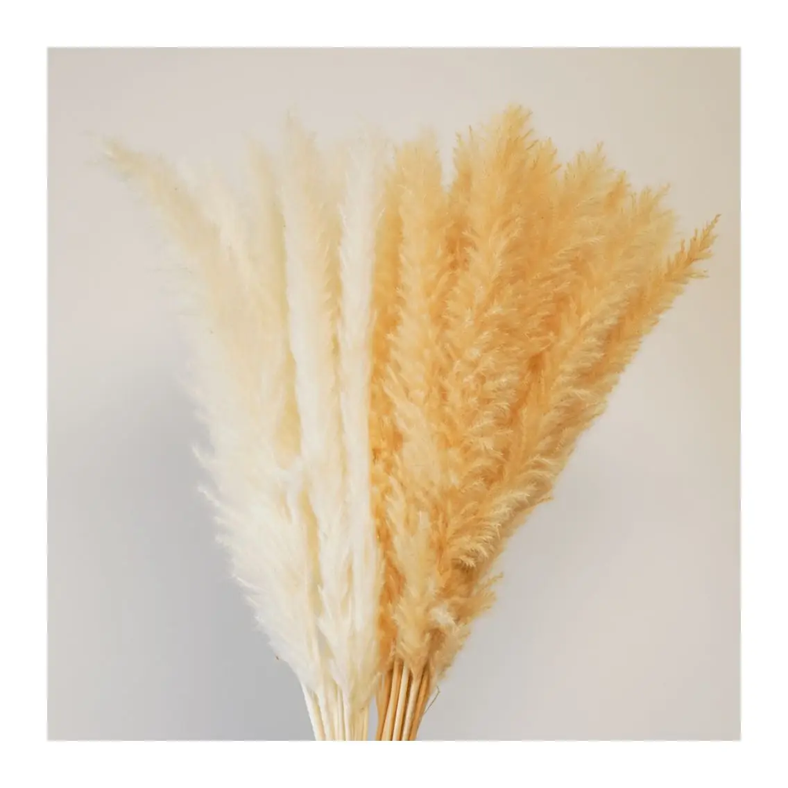 天然ショートフラフパンパス草人気の装飾花乾燥黒パンパス45 Cm小さな黄色のパンパス草 Buy 装飾花の天然小白パンパス綿毛黒パンパス 草 ドライフラワーホームデコレーションショート綿毛pampass草 をパンパス花arangementsドライパンパス草45センチメートル Product On