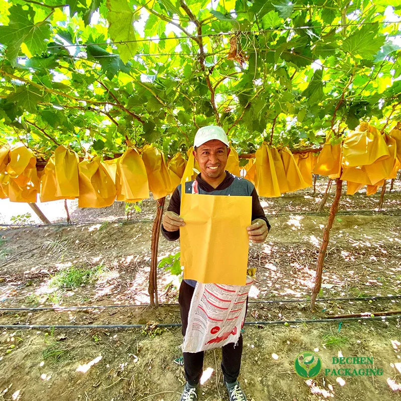  Bolsa de papel de protección de uvas Peru Callao Paita