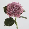 Rosa-Viola