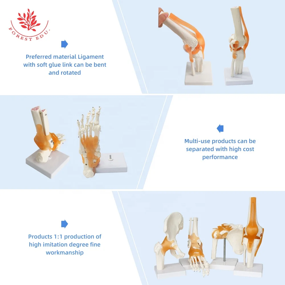 Human Knee Joint Model FRT029 Deluxe Functional Include Ligaments Medical Science Human Anatomical Model