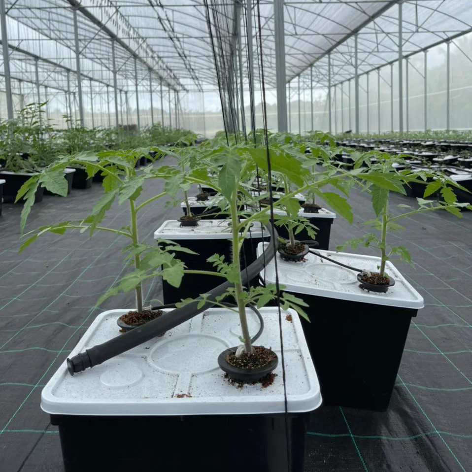 hydroponic net cups
