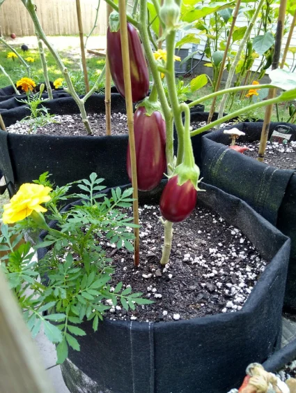 1 2 3 5 10 15 20 Gallon Grow Bag Planting Vegetables Planter Tree Seeding Pots Flower Pot Fabric Plant Grow Bags H18f4528d1752475aa1d6ecd03876f8cfp