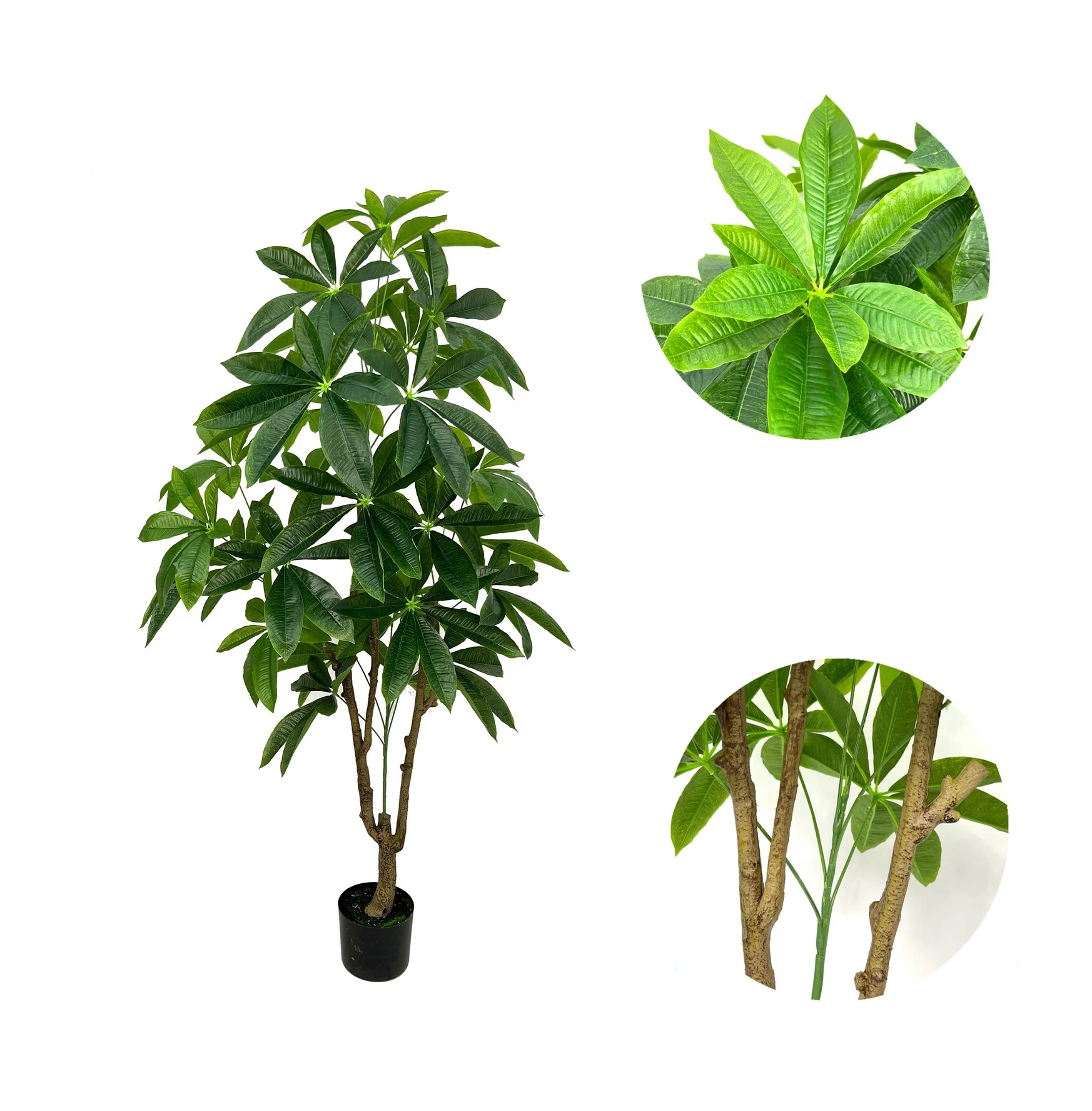 Wholesale Pachira Macrocarpa Tree Plant Bonsai Chinese Money Tree