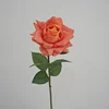 Corallo arancione