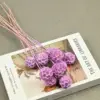 Rosa malva