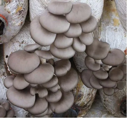 Полностью автоматическая машина для наполнения пакетов для выращивания грибов, оборудование для инокуляции грибов по заводской цене