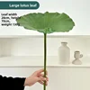 gran hoja de loto verde