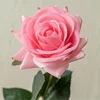 สีชมพู