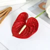 Single film anthurium red