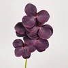 Pourpre