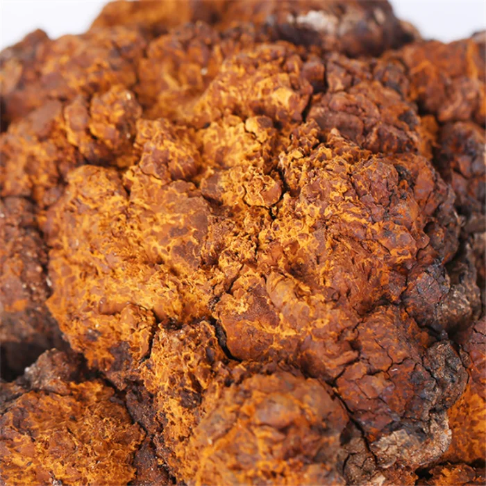 chaga mushroom (4).png