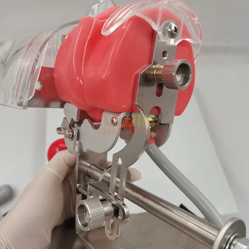 
 Горячая Распродажа, модель зубов, медицинское оборудование, модель зубной фантомной головки, стоматологический школьный тренажер, наборы аксессуаров  