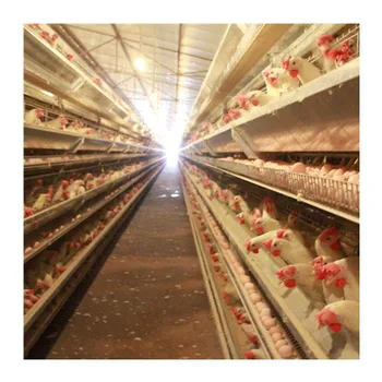 Large Scale Modern Design Broiler Poultry Farm in Automatic Cage System Chicken Multifunctional Provided Coop Chicken 2.5-4.0 Mm