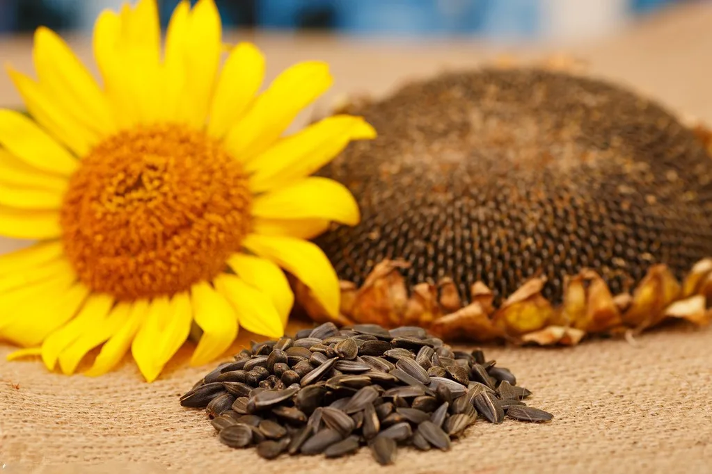 Higher Capacity  Sunflower Thresher Machine Sunflower Separating Machine for Sunflower Oil Production Line factory