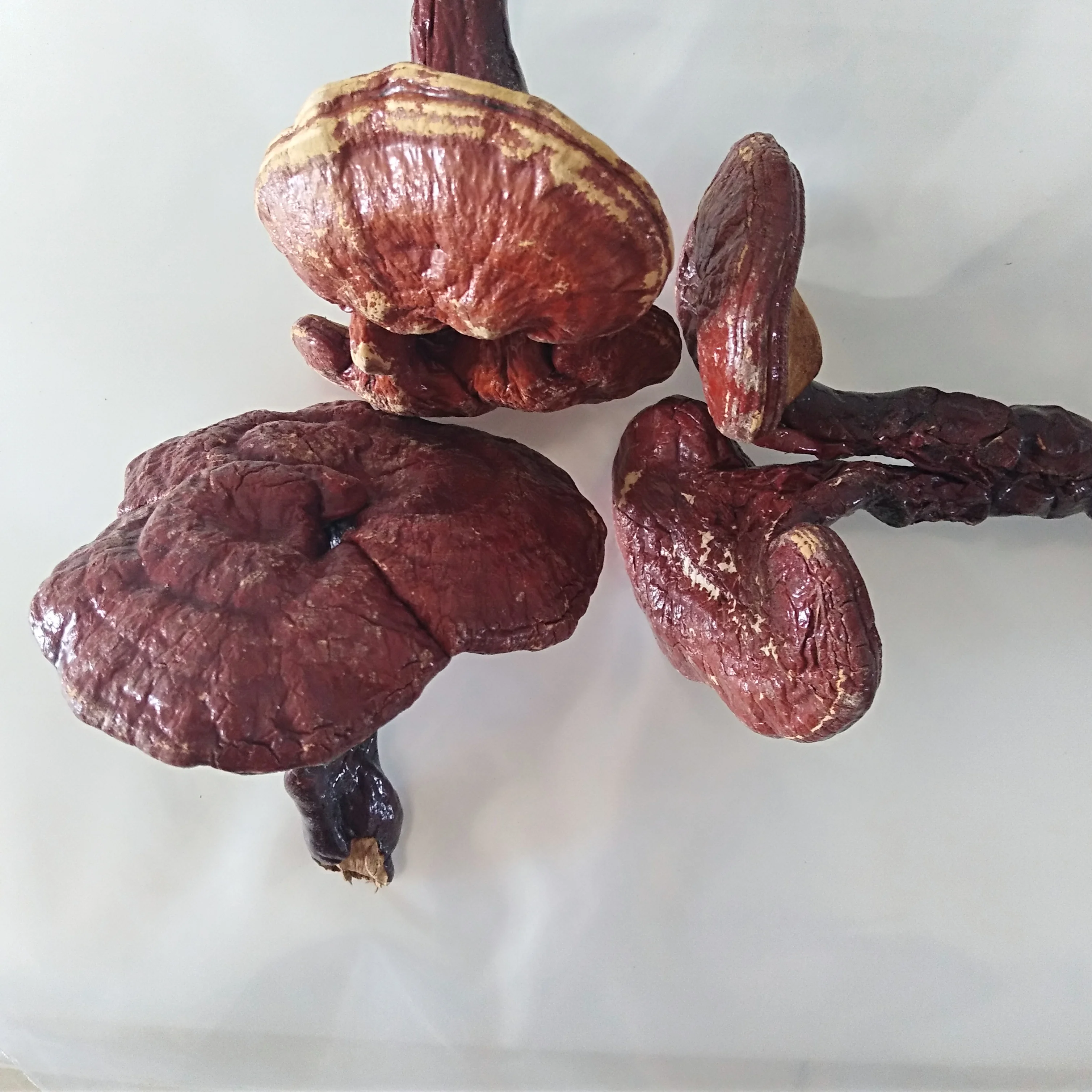 Натуральный Сушеный Сырой Гриб Рейши Ganoderma Lucidum - Buy Reishi  Mushroom Whole Dried,Ganoderma Mushrooms,Ganoderma Lucidum Product on  Alibaba.com