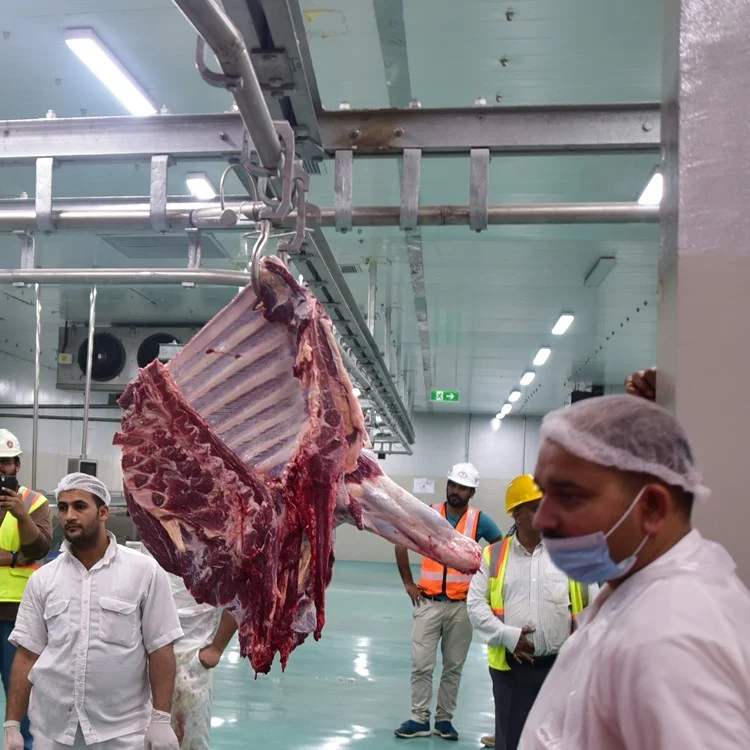 50 cows per hour slaughterhouse and slaughterhouse equipment