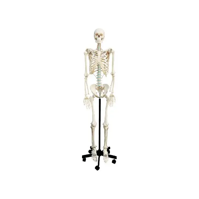 Human Skeleton , 180cm