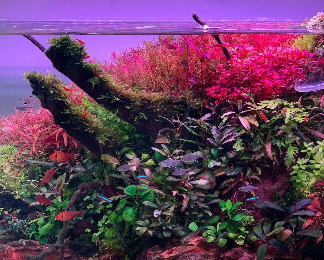 Week Aqua MシリーズRgb Light Aquarium 2ft 4ft Centimetri Led