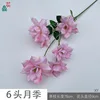 6-headed rose XY pink