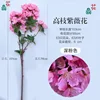 High-branched large purple flower, deep pink