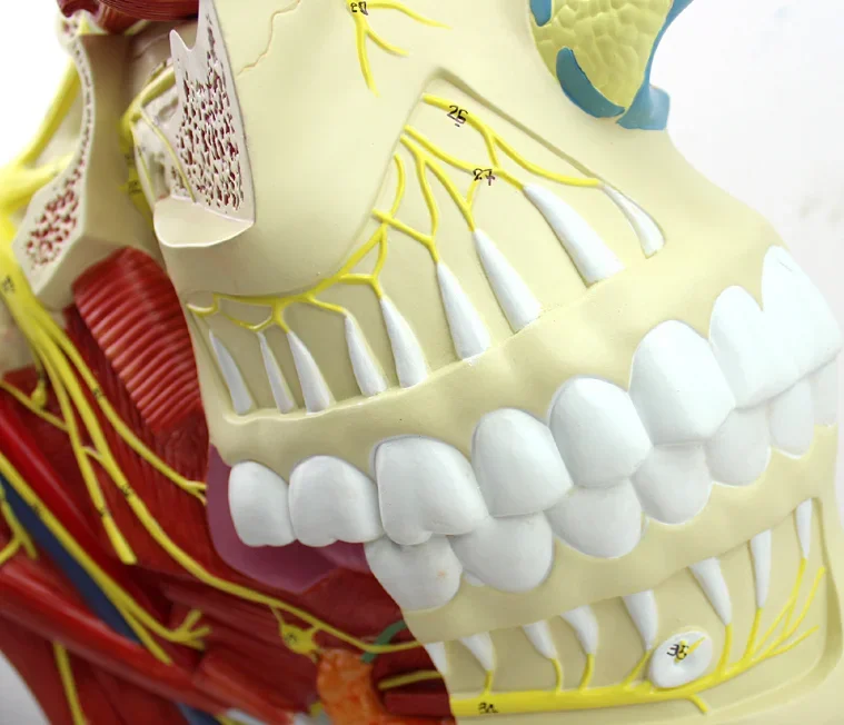 Cranial Nerve Distribution in Medical Teaching Model of Head and Neck