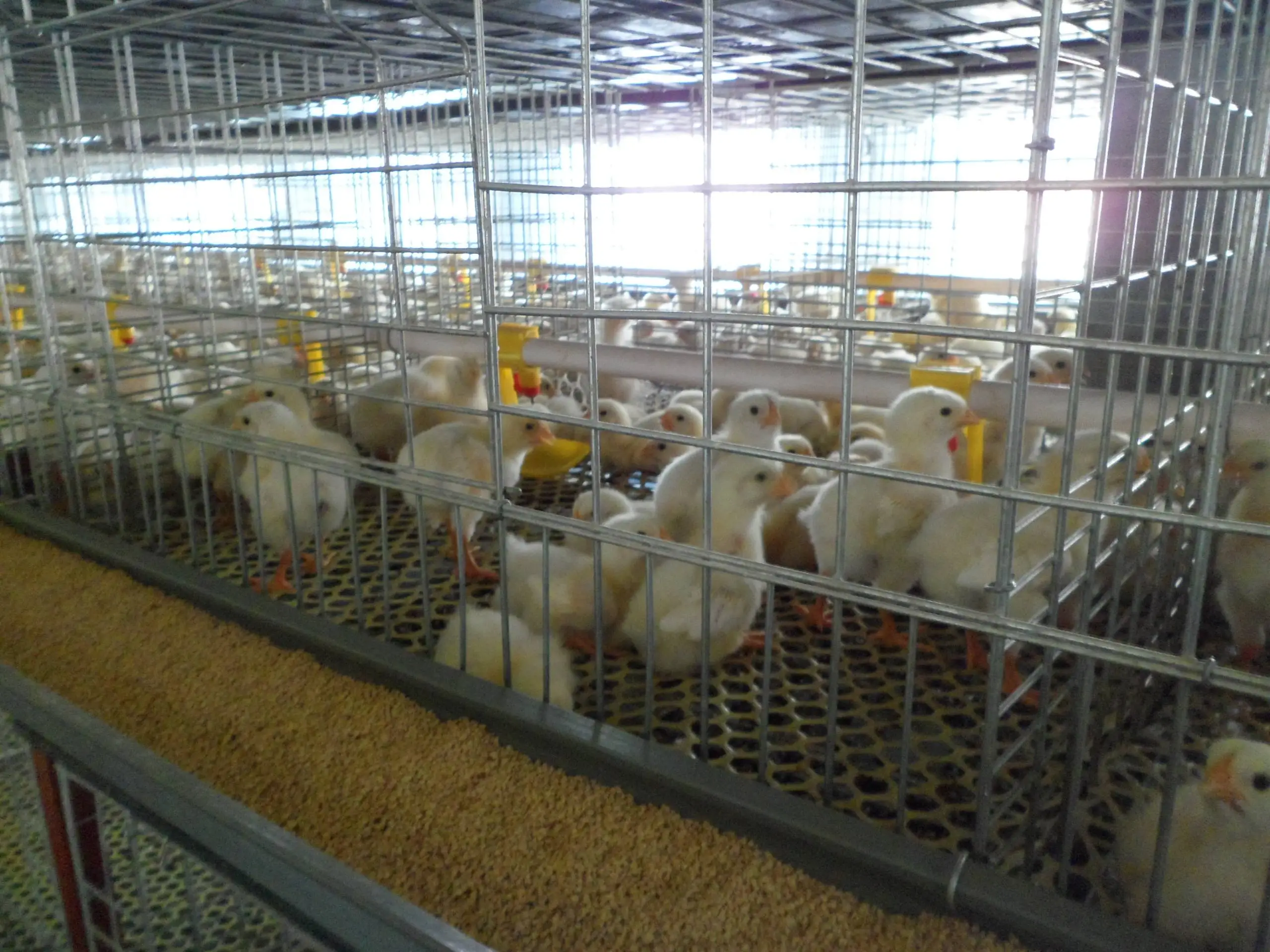 battery chicken cage 03.jpg