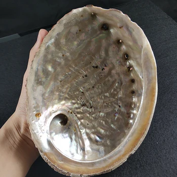 Sale Of Natural Abalone Shells Of Various Sizes, Wholesale Conch Sea shell